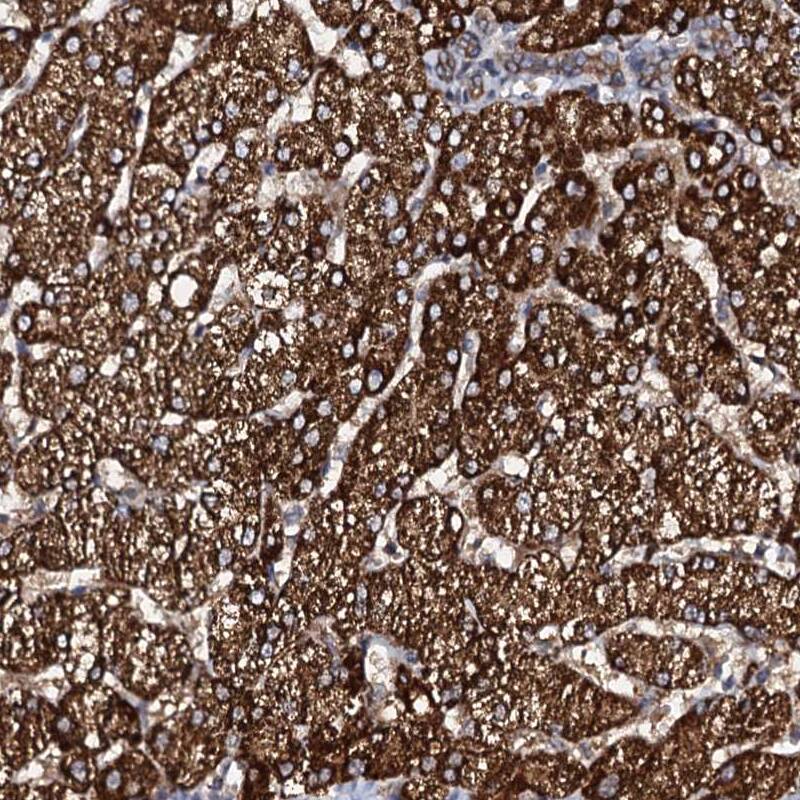 Glucuronic Acid Epimerase Antibody - BSA Free Immunohistochemistry-Paraffin: Glucuronic Acid Epimerase Antibody [NBP2-31985]