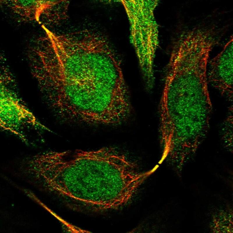SNRNP25 Antibody - BSA Free Immunocytochemistry/ Immunofluorescence: SNRNP25 Antibody [NBP2-31988]