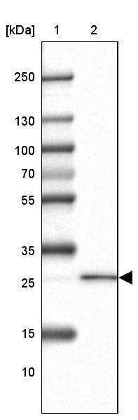REEP2 Antibody - BSA Free Western Blot: REEP2 Antibody - BSA Free [NBP2-32017]