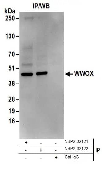 Western Blot: WWOX Antibody [NBP2-32122]