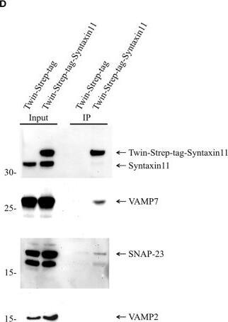 VAMP-7 Antibody