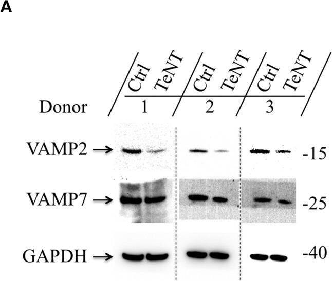 VAMP-7 Antibody