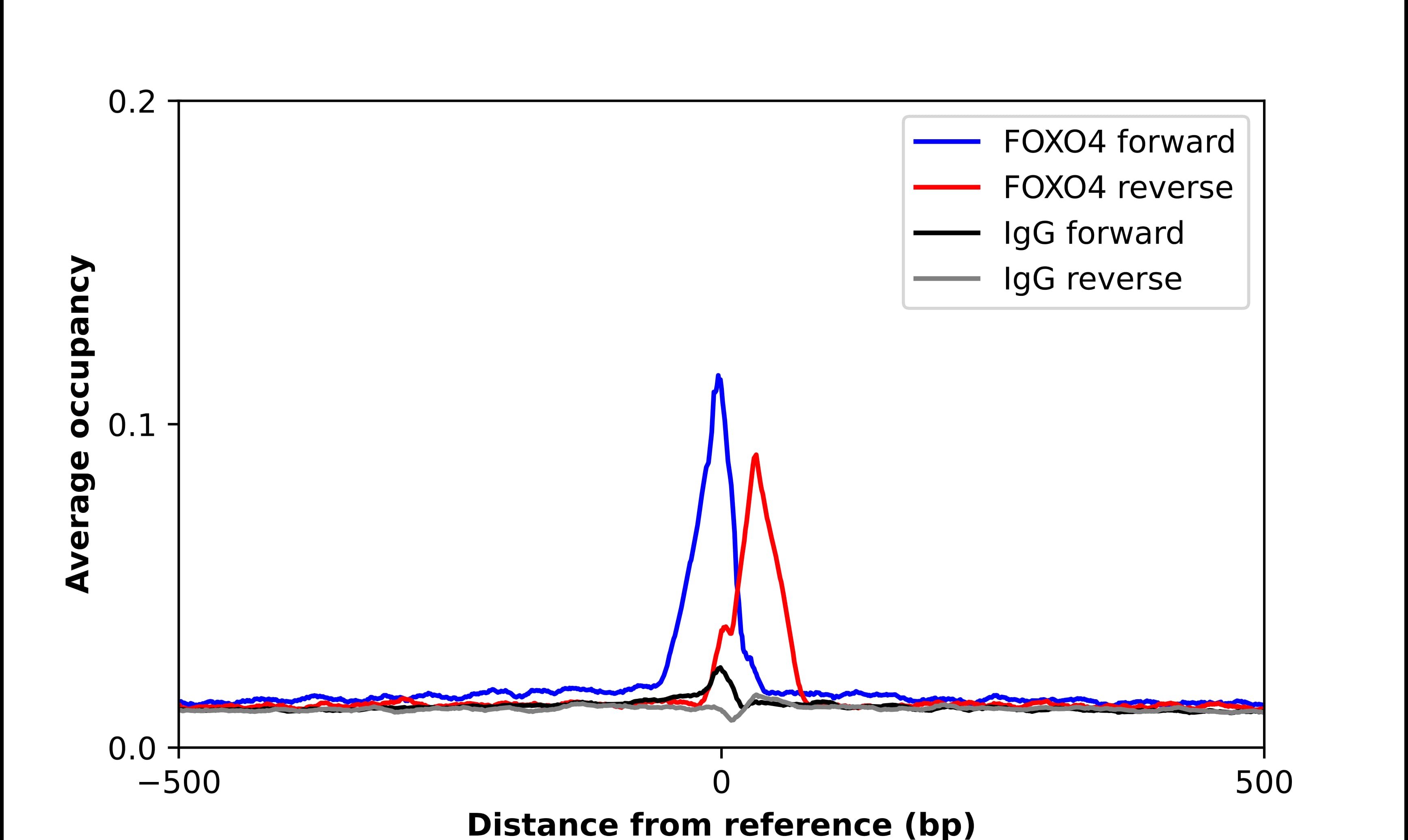 FOXO4 Antibody - BSA Free Chromatin Immunoprecipitation-exo-Seq: FOXO4 Antibody - BSA Free [NBP2-32614]