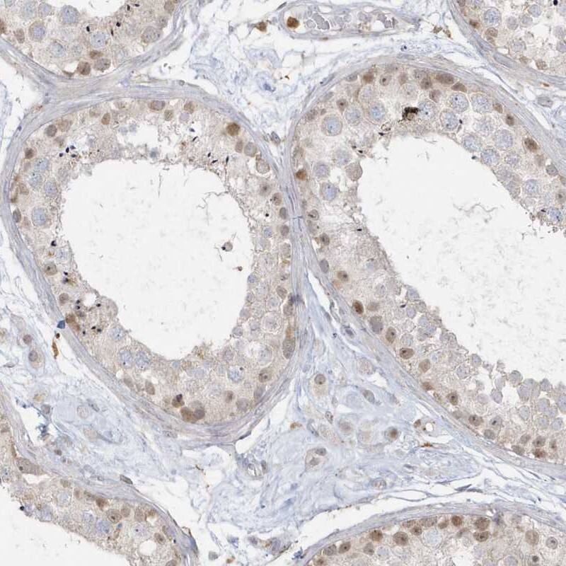 NAF1 Antibody - BSA Free Immunohistochemistry-Paraffin: NAF1 Antibody [NBP2-32658]