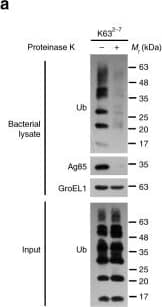 HSP60 Antibody (LK2)