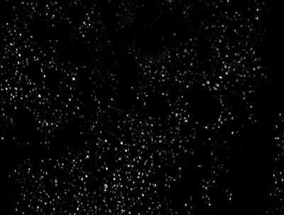 p27/Kip1 Antibody (SX53G8)