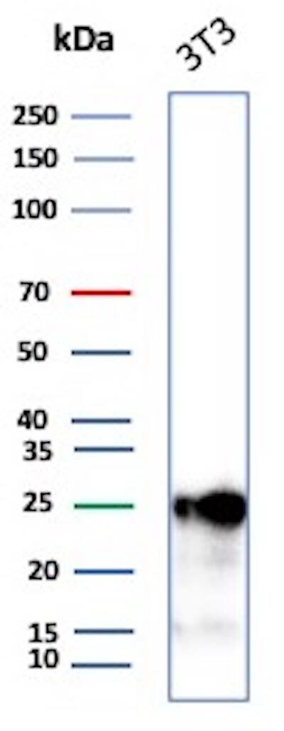 p27/Kip1 Antibody (SX53G8) Western Blot: p27/Kip1 Antibody (SX53G8) [NBP2-32889] -