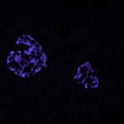 Chromogranin A Antibody (LK2H10)