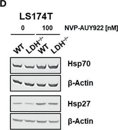 HSP27 Antibody (G3.1)