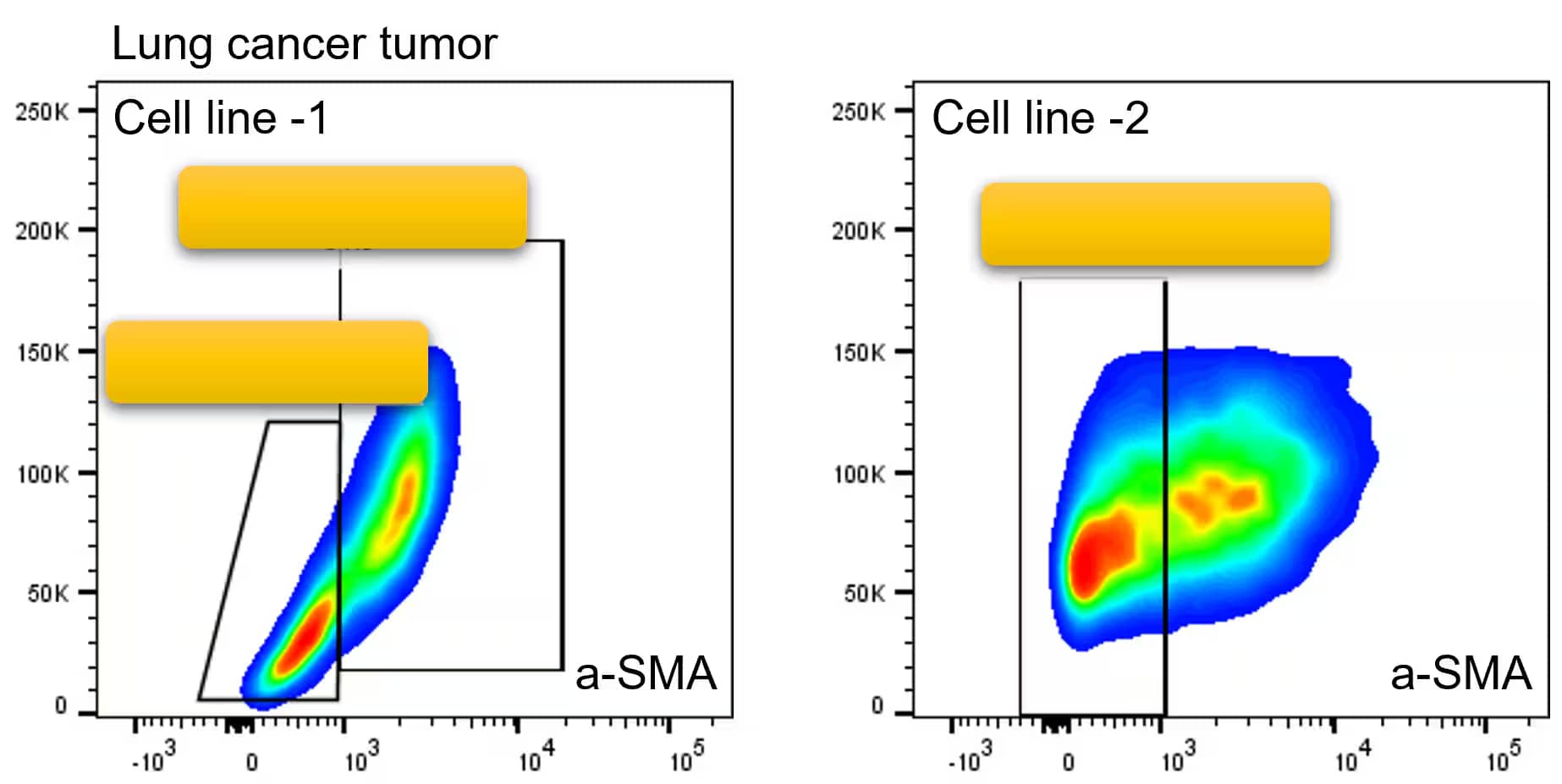 alpha-Smooth Muscle Actin Antibody (1A4/asm-1) [Alexa Fluor® 532]