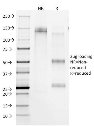 CD45RA Antibody (158-4D3) - Azide and BSA Free Immunocytochemistry/ Immunofluorescence: CD45RA Antibody (158-4D3) - Azide and BSA Free [NBP2-33144] -