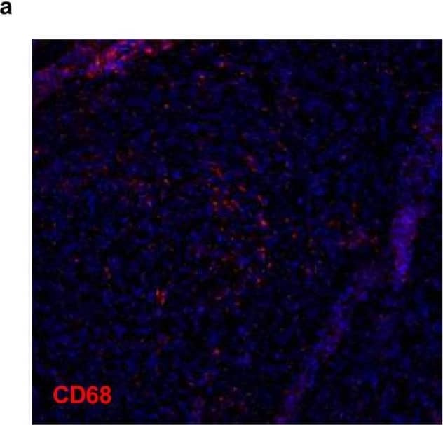 CD68/SR-D1 Antibody (FA-11) - BSA Free