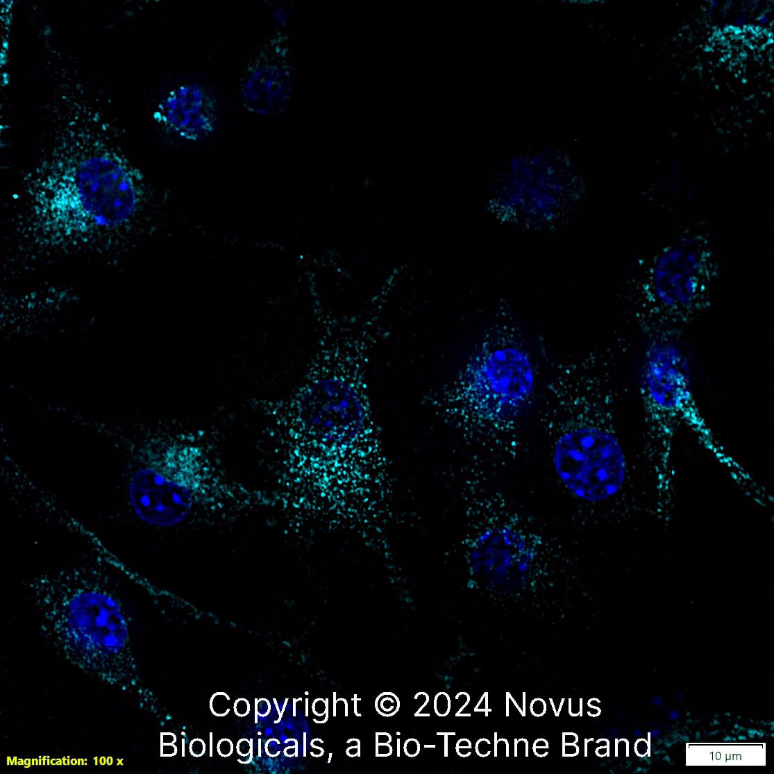 CD68/SR-D1 Antibody (FA-11) [Alexa Fluor® 647]