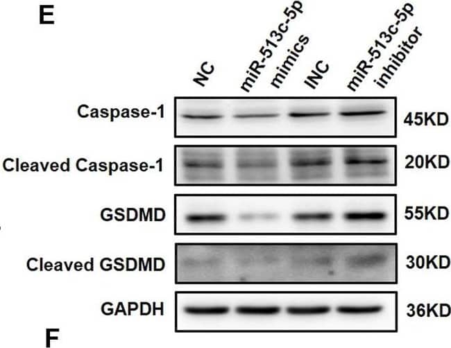 GSDMDC1 Antibody