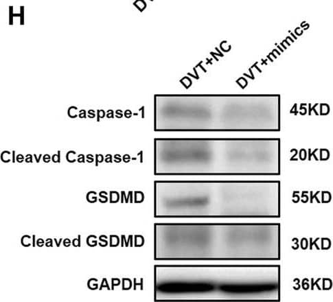GSDMDC1 Antibody
