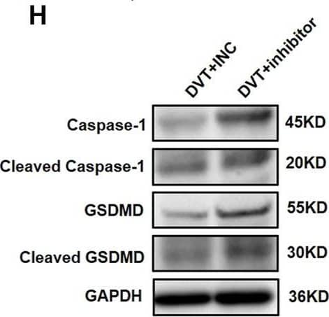GSDMDC1 Antibody