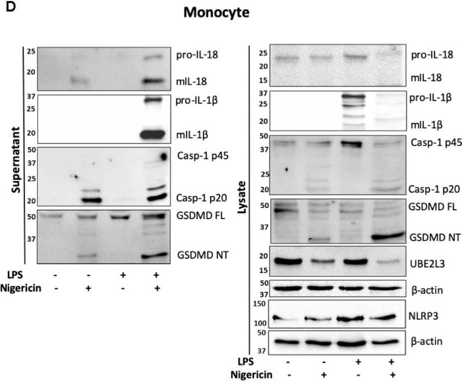 GSDMDC1 Antibody