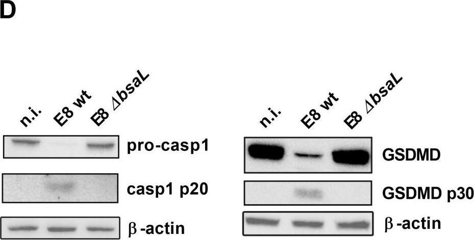 GSDMDC1 Antibody