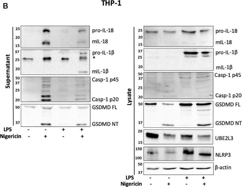 GSDMDC1 Antibody