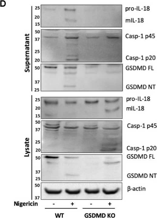GSDMDC1 Antibody