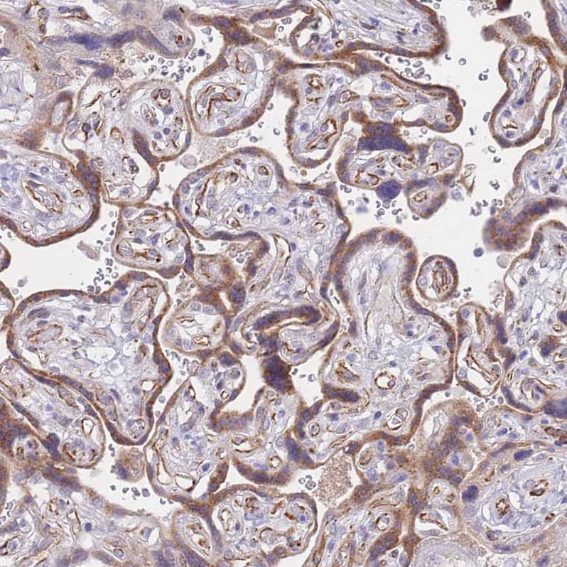 PSG4 Antibody Immunohistochemistry-Paraffin: PSG4 Antibody [NBP2-33461]