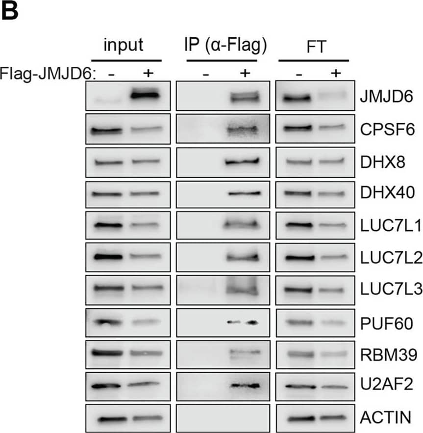 LUC7L2 Antibody - BSA Free
