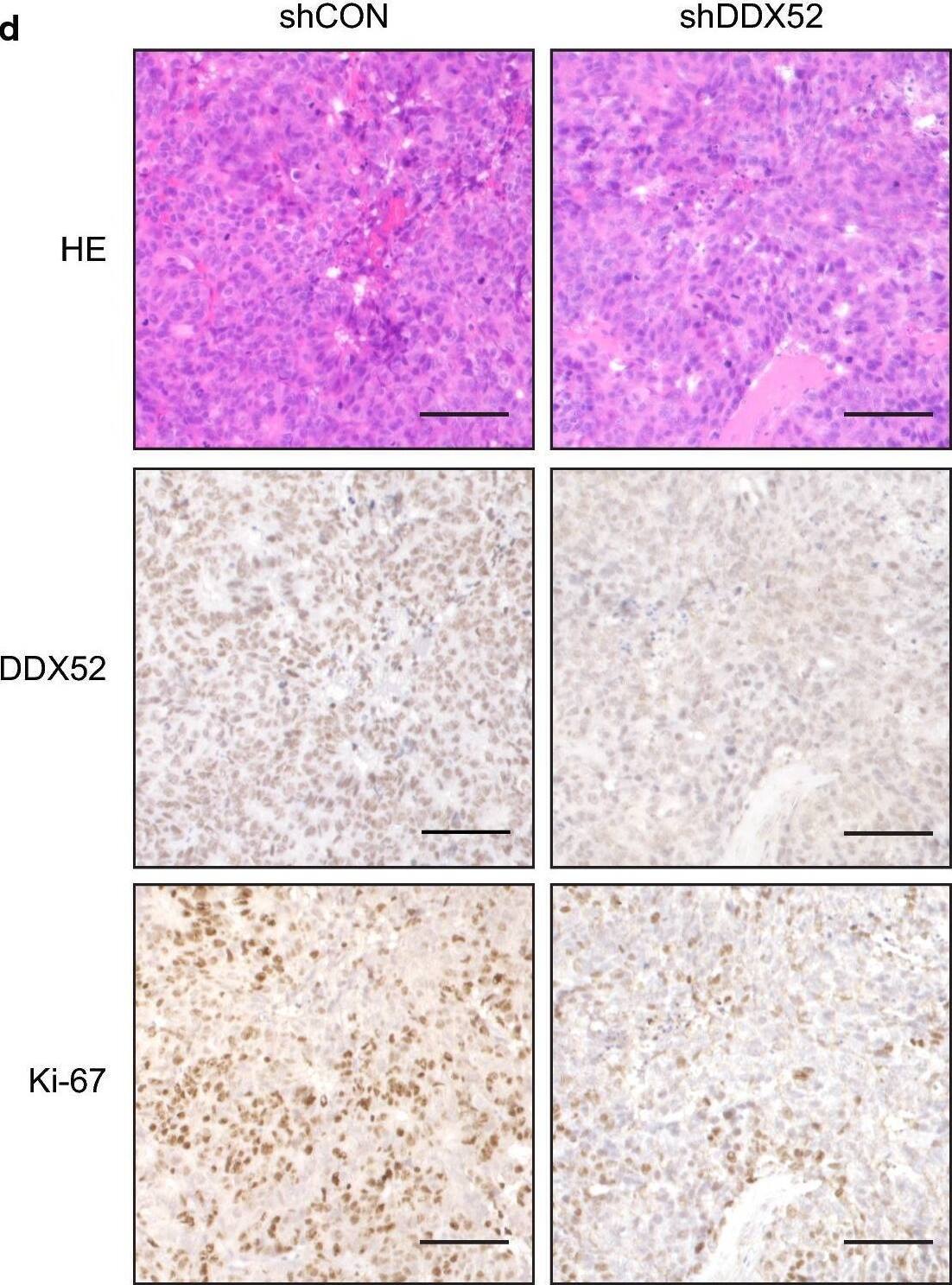DDX52 Antibody - BSA Free
