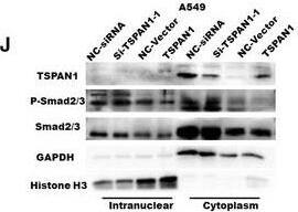 TSPAN1 Antibody