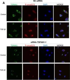 TSPAN1 Antibody
