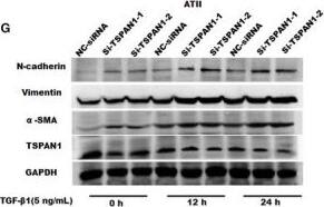 TSPAN1 Antibody