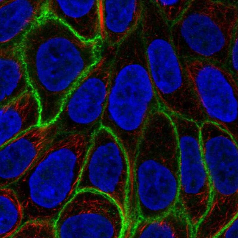 Aquaporin-3 Antibody - BSA Free Immunocytochemistry/ Immunofluorescence: Aquaporin-3 Antibody [NBP2-33872]