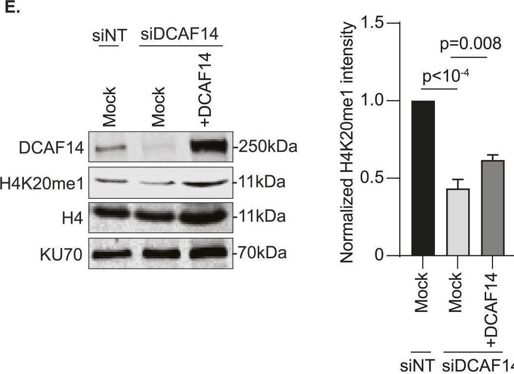 PHIP Antibody - BSA Free