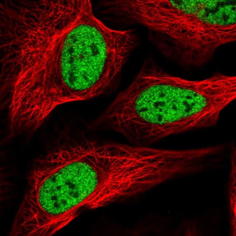 SCAF8/RBM16 Antibody - BSA Free Immunocytochemistry/ Immunofluorescence: SCAF8/RBM16 Antibody [NBP2-34015]