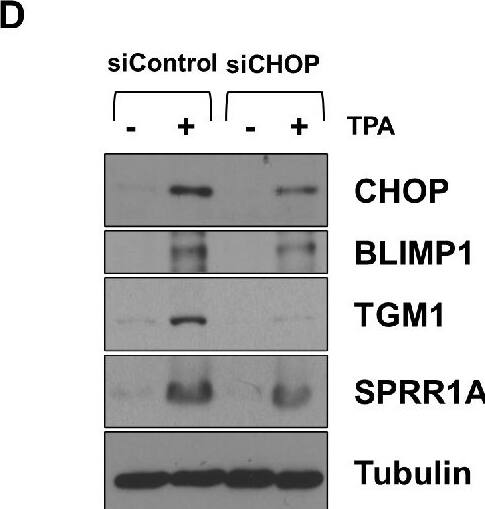 Transglutaminase 1/TGM1 Antibody - BSA Free