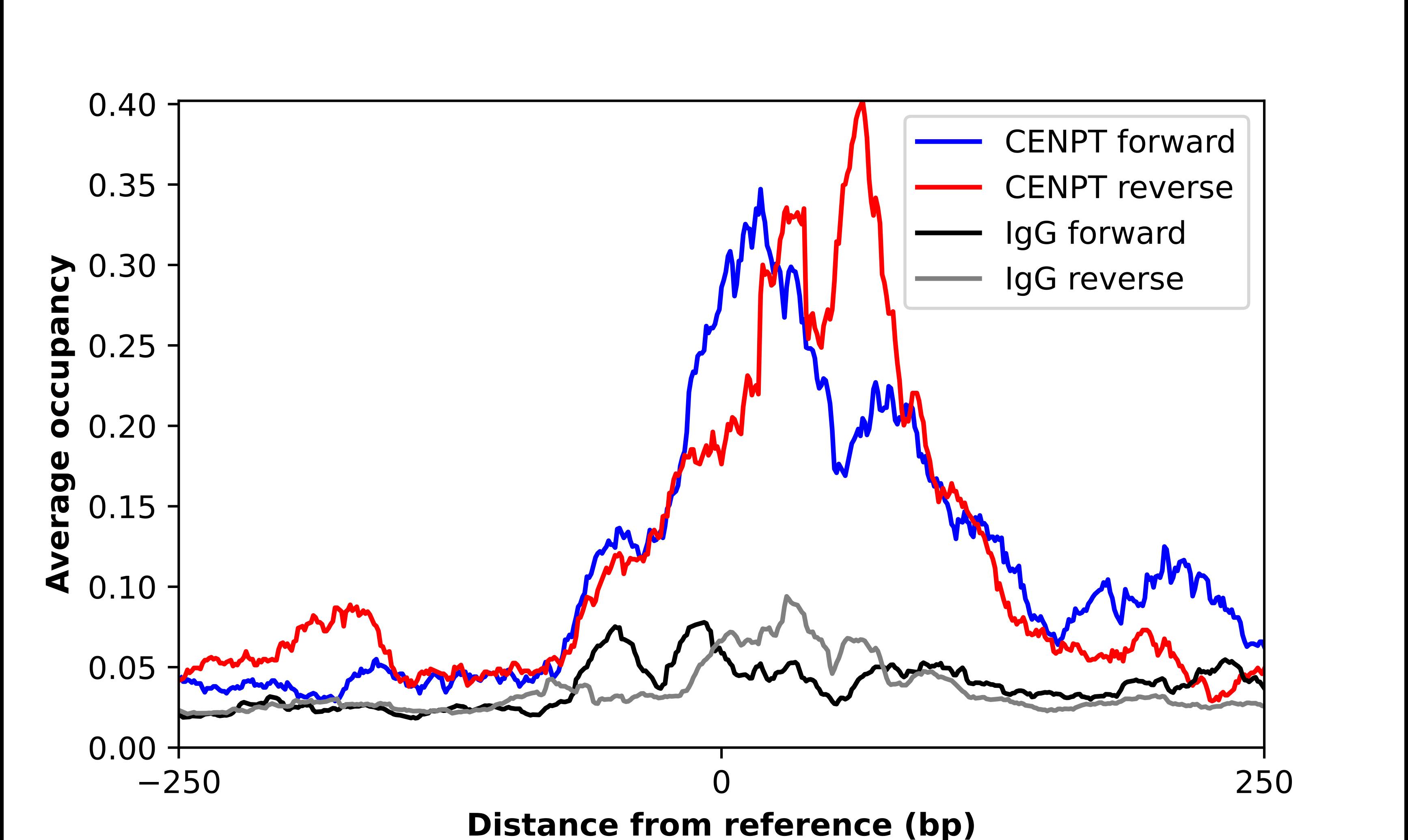 CENPT Antibody - BSA Free Chromatin Immunoprecipitation-exo-Seq: CENPT Antibody - BSA Free [NBP2-34093]