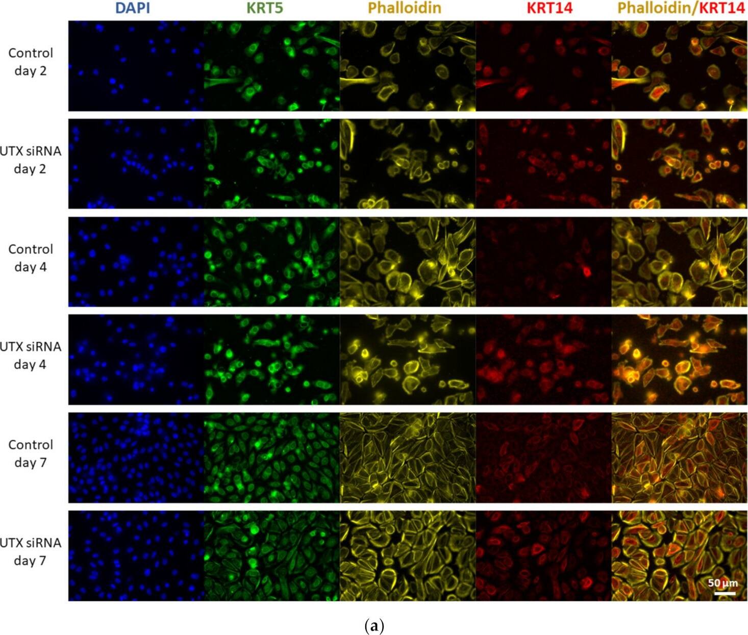 Cytokeratin 14 Antibody (SPM263) [Allophycocyanin]