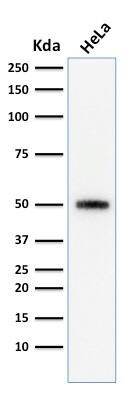 p53 Antibody (SPM590) - Azide and BSA Free Western Blot: p53 Antibody (SPM590) - Azide and BSA Free [NBP2-34434] -