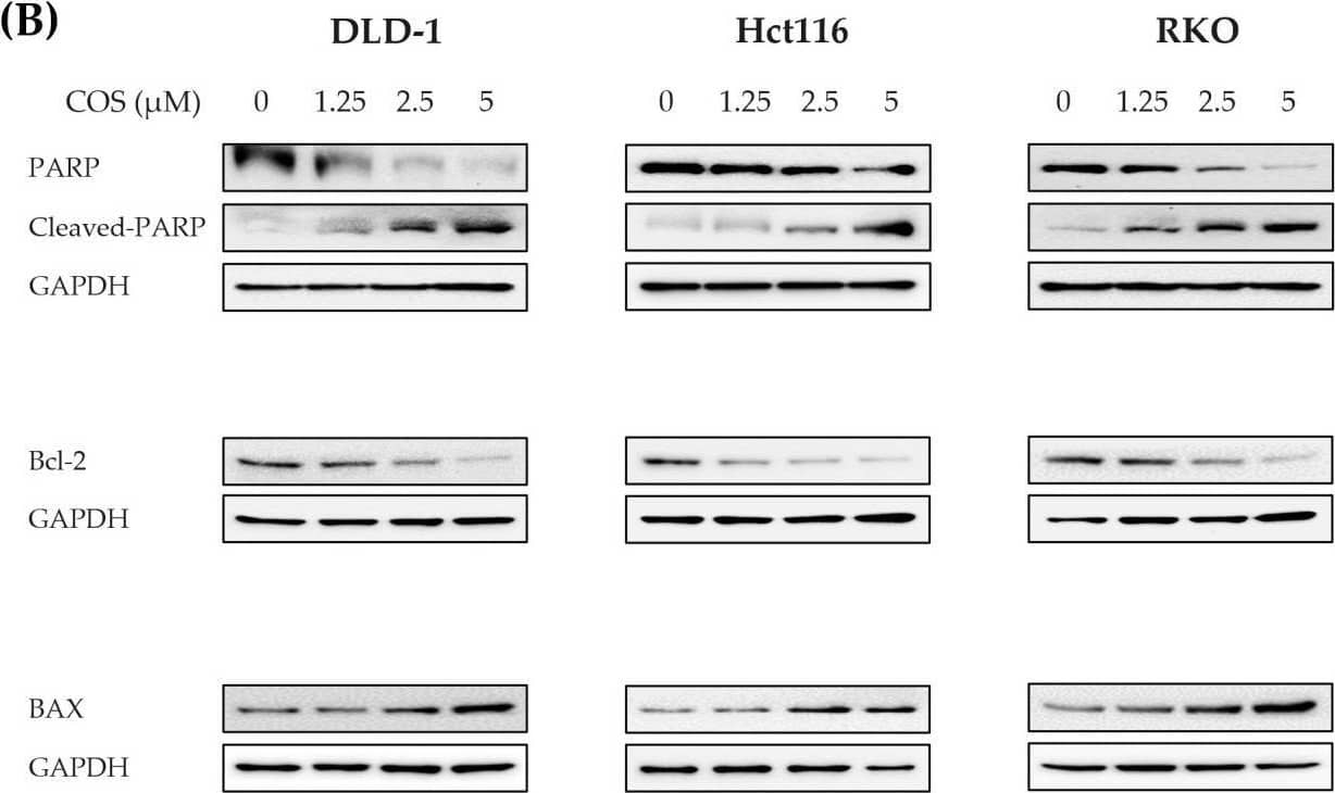 Bcl-2 Antibody (124)