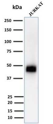 CD2 Antibody (UMCD2) - Azide and BSA Free Western Blot: CD2 Antibody (UMCD2) - Azide and BSA Free [NBP2-34508] -