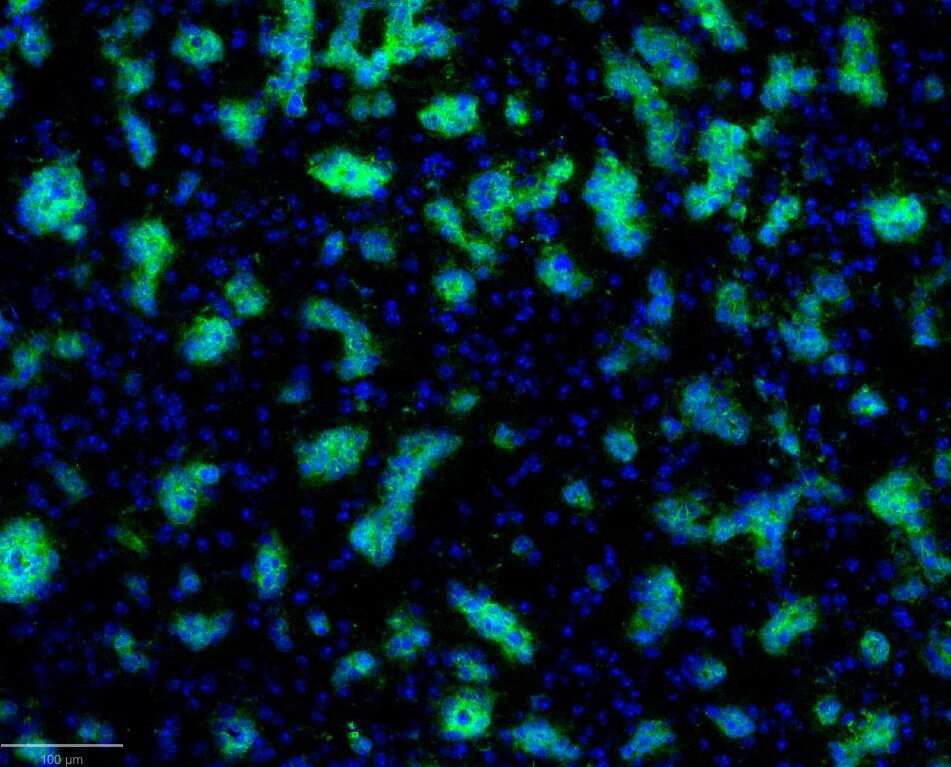 Mitochondria Antibody (113-1) [Alexa Fluor® 488]