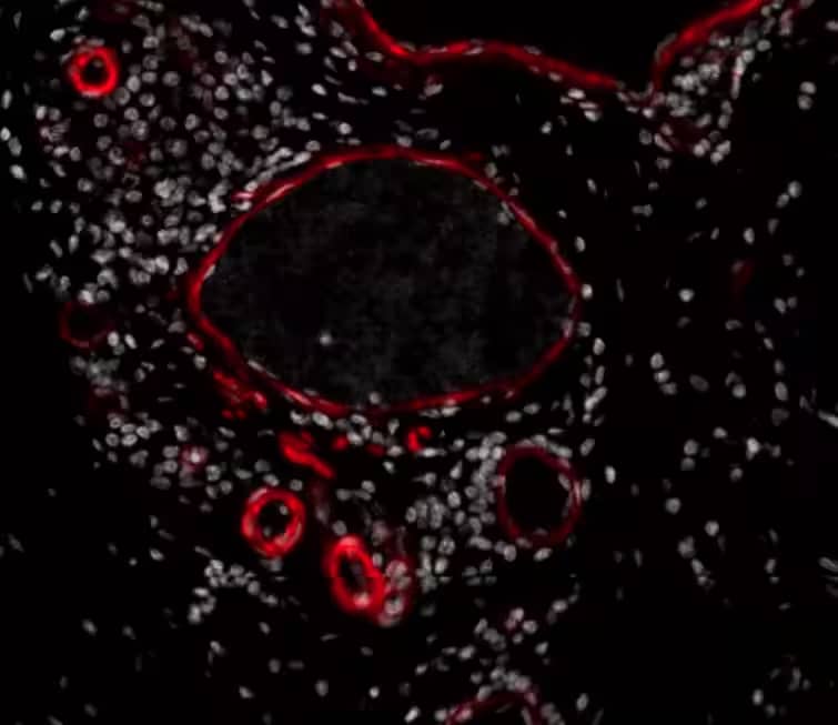 alpha-Smooth Muscle Actin Antibody (1A4/asm-1) - Azide and BSA Free