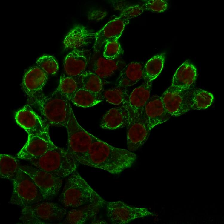 Cytokeratin 8 Antibody (K8.8) - Azide and BSA Free Immunocytochemistry/ Immunofluorescence: Cytokeratin 8 Antibody (K8.8) - Azide and BSA Free [NBP2-34654] -