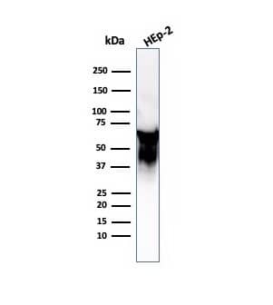 HSP60 Antibody (LK2) - Azide and BSA Free Western Blot: HSP60 Antibody (LK2) - Azide and BSA Free [NBP2-34671] -