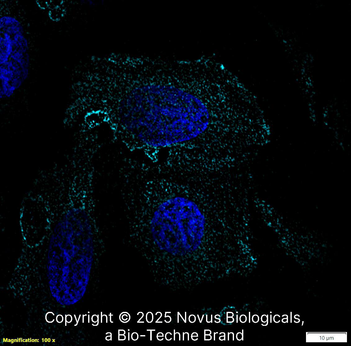 CD34 Antibody (QBEnd/10) [Alexa Fluor® 647]