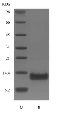 Recombinant Human BAFFR/TNFRSF13C Protein