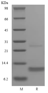 Recombinant Human CCL4/MIP-1 beta Protein