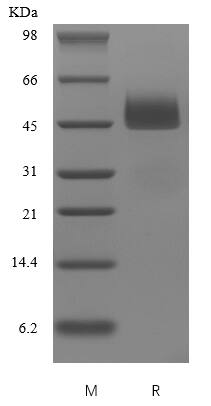 Recombinant Human Serpin I1/Neuroserpin Protein