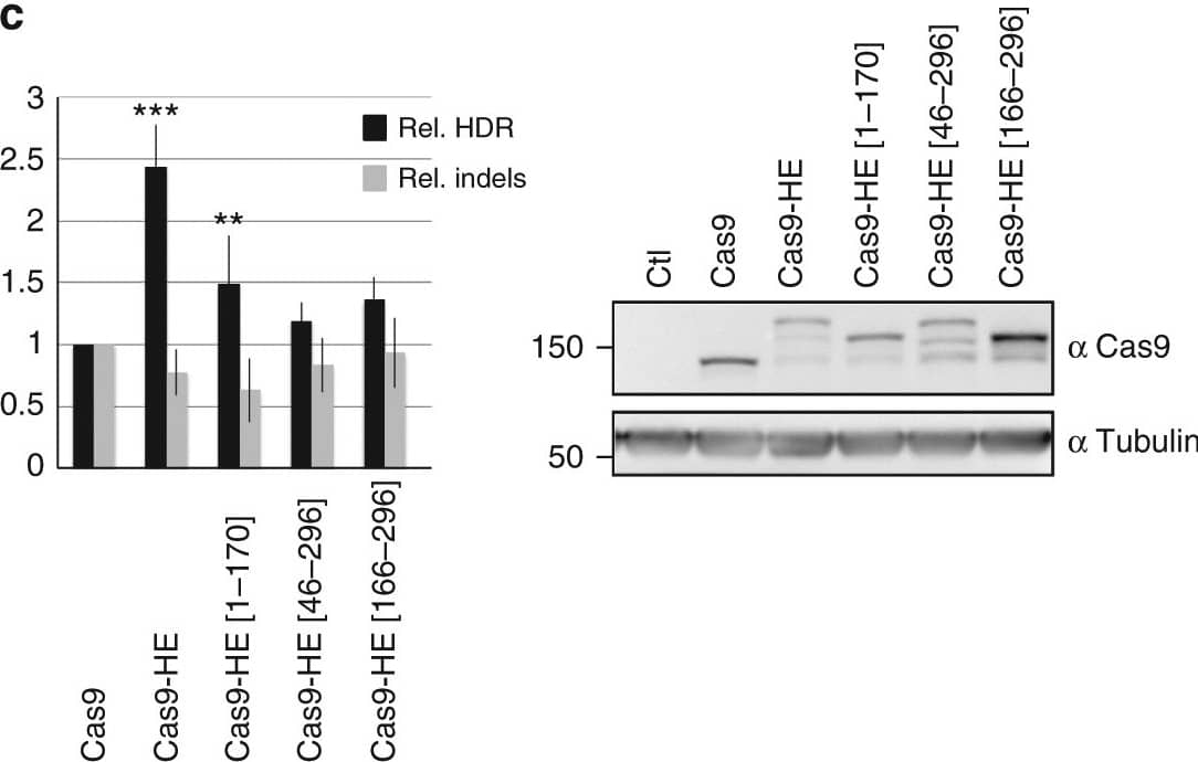 CRISPR-Cas9 Antibody (7A9-3A3) - N-Terminus - BSA Free