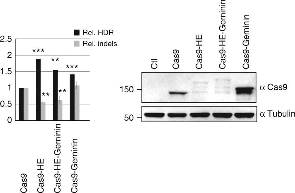 CRISPR-Cas9 Antibody (7A9-3A3) - N-Terminus - BSA Free