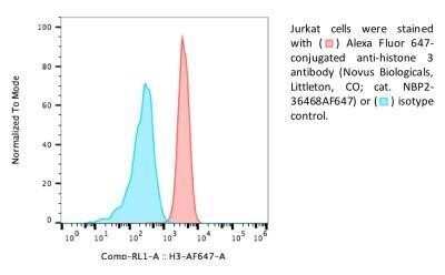 Histone H3 Antibody (1B1-B2) - BSA Free